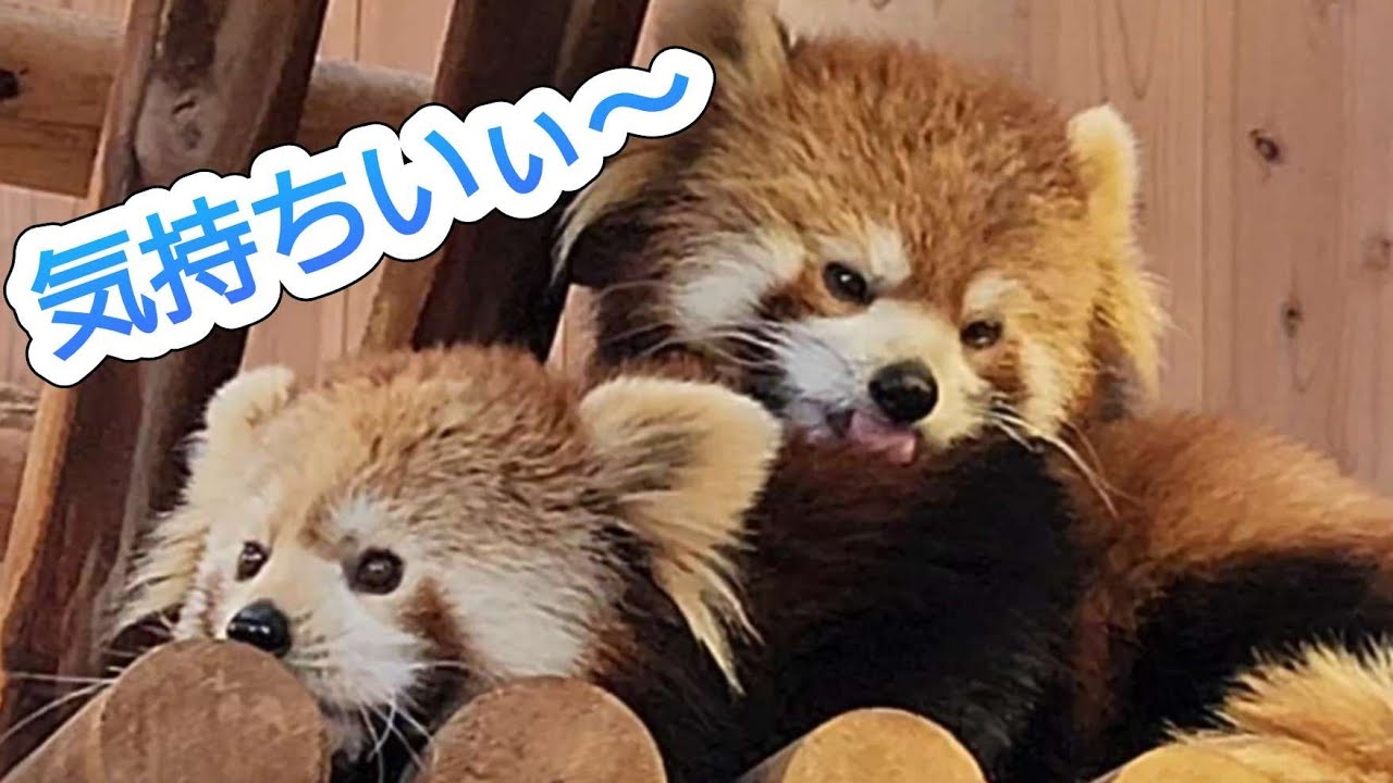 【ニーコの毛繕いに放心状態のレッサーパンダのレイファ、他・・・】～Nishiyama Zoo red pandas～