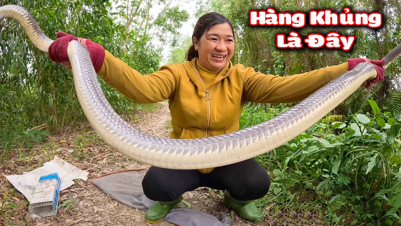 Hạ Gục Con RẮN Khổng Lồ Sau Bao Ngày Chờ Đợi # CSBR # 348