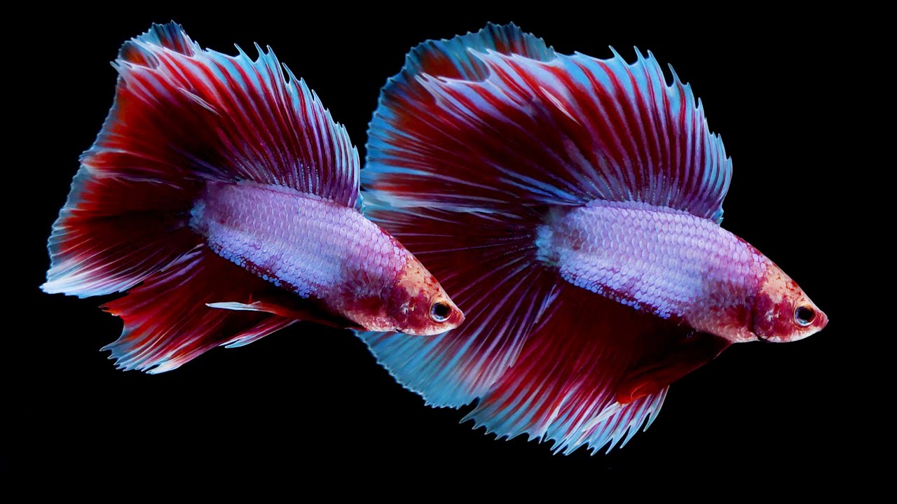 5 Interesting Betta Fish Types | Double Tail, Extended Red, Cambodian, Yellow, and Samurai Bettas