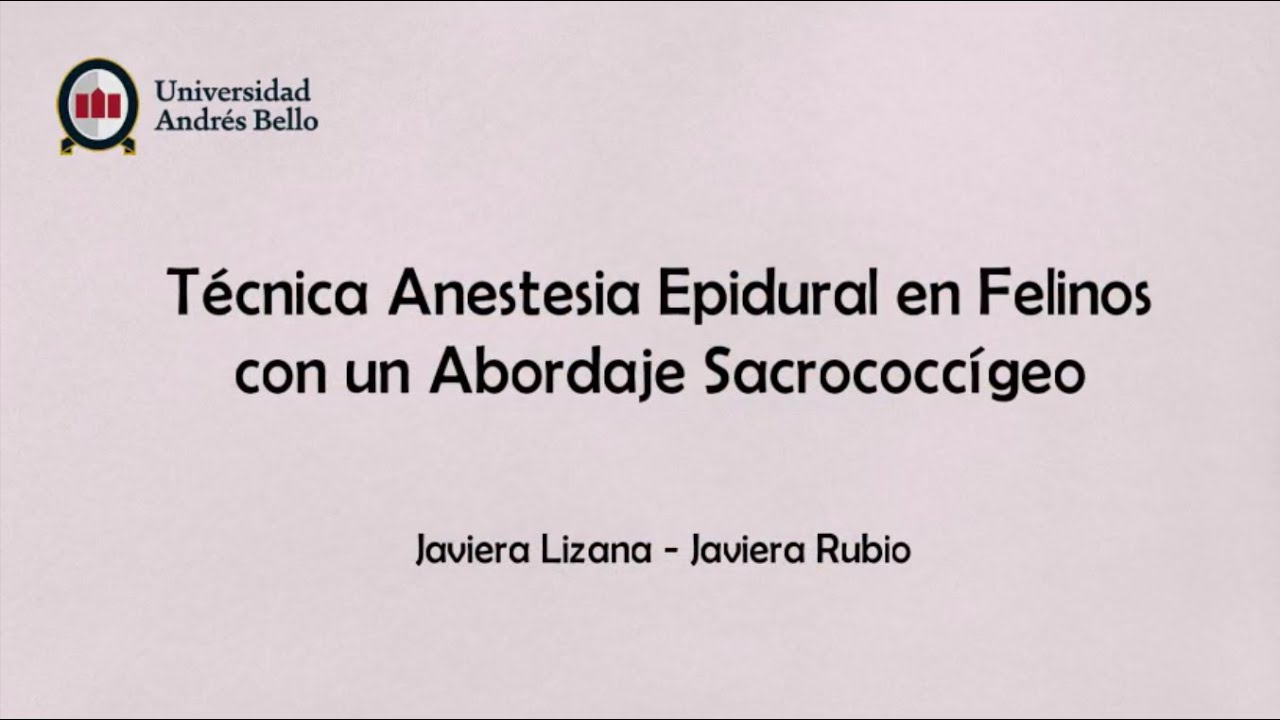 Anestesia epidural en felinos (abordaje sacrococcígeo)