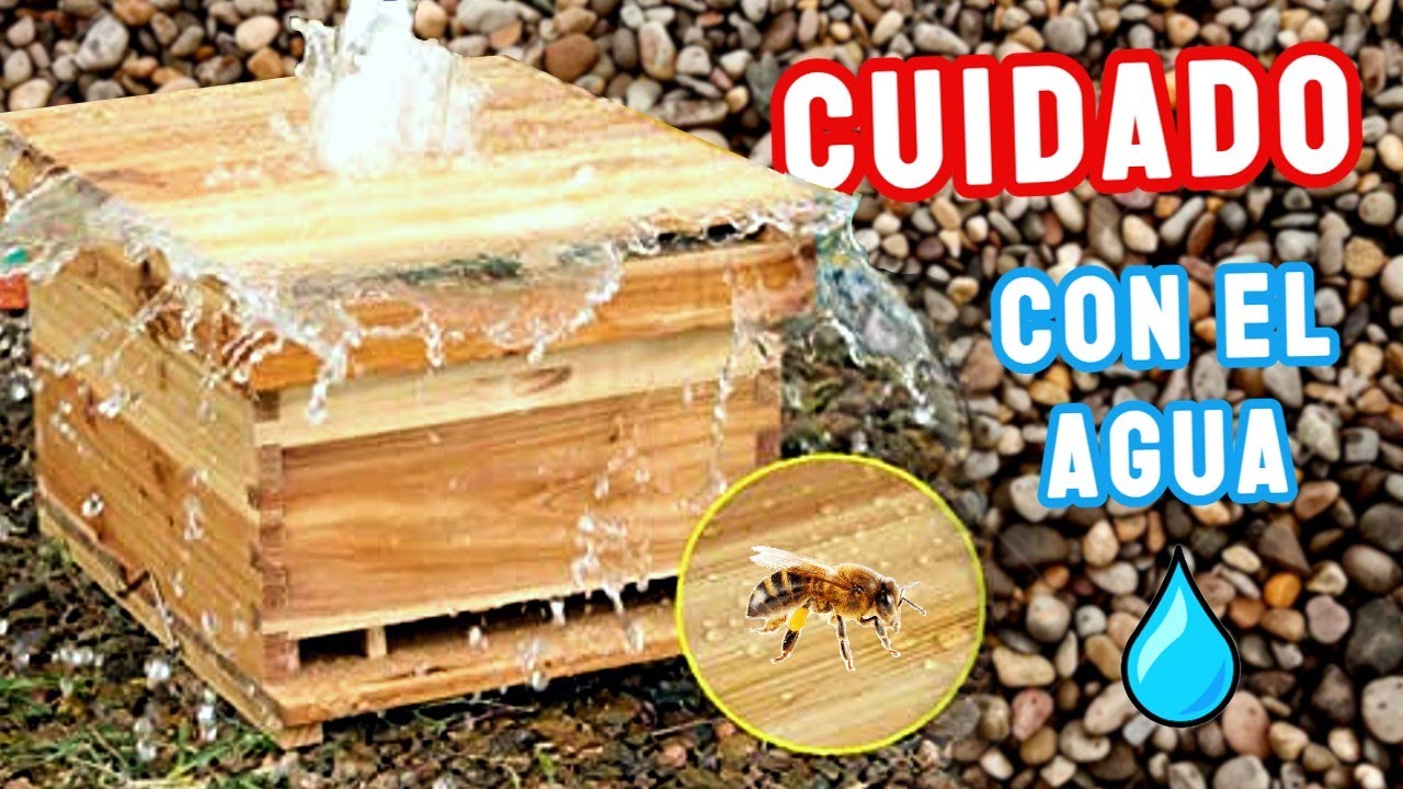 🔴 QUE PASA si las ABEJAS se MOJAN ? !