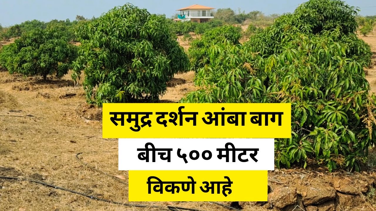 समुद्राजवळ आंबा बाग  | sea view land | sea view plots | sea view land kokan | sea view plot |