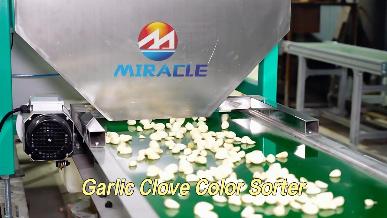 600kg/h Garlic Clove Color Sorting Machine | Olive Color Sorter #garlic #colorsorter #machine