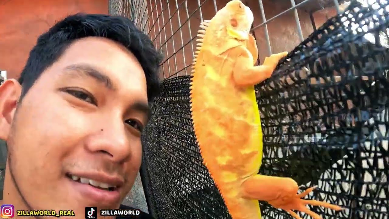 HARGA IGUANA MORPH 2023 DI PASARAN! MURAH BANGET!