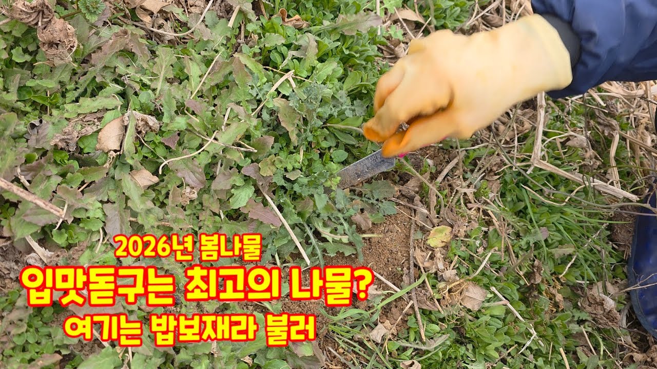 입맛돋구는 최고의 봄나물? 여기는 밥보재라 불러 충북괴산 청정자연 자연팜앤쿡 