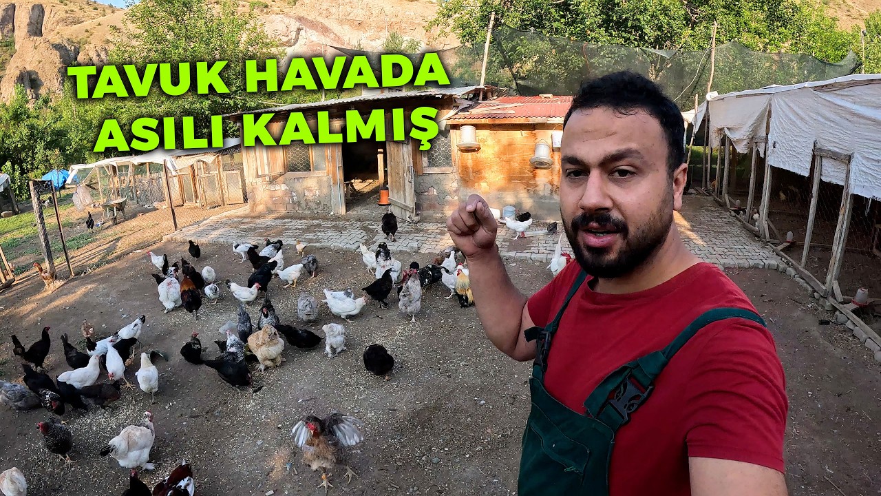 🚨 Tavuk Havada Asılı Kalmış 😱 - Kurtarma Anı - Bıldırcın Yumurtalarını Topladım -Yeni İspenç Horozum