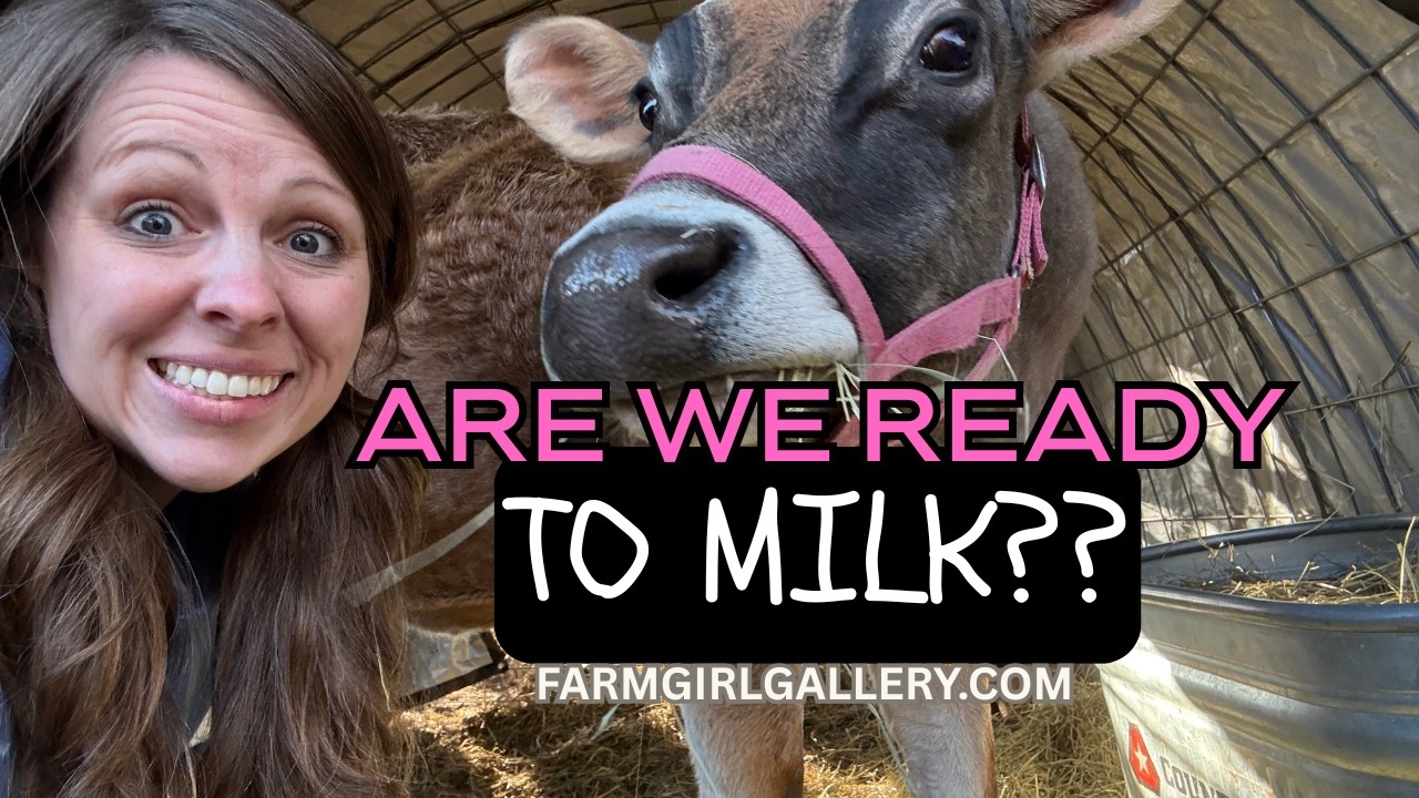 Getting Ready for Calving & Milking with My Jersey Heifer!!