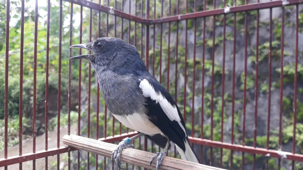 Siulan kacer betina efektif merangsang kacer jantan,pancingan kacer jantan kurang on dan birahi.