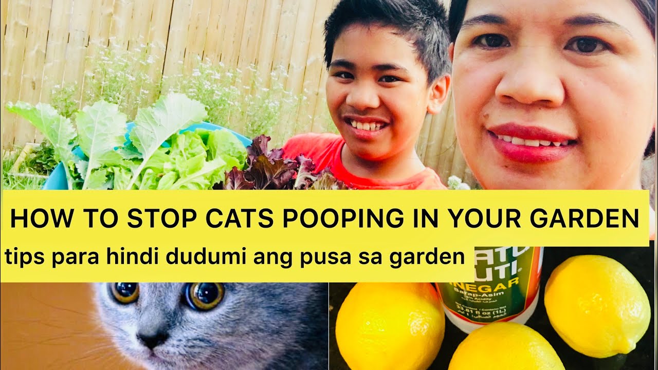 HOW TO PREVENT CATS POOPING IN THE GARDEN/TIPS PARA HINDI DUDUMI ANG PUSA SA GARDEN #ElieAndMeVideos