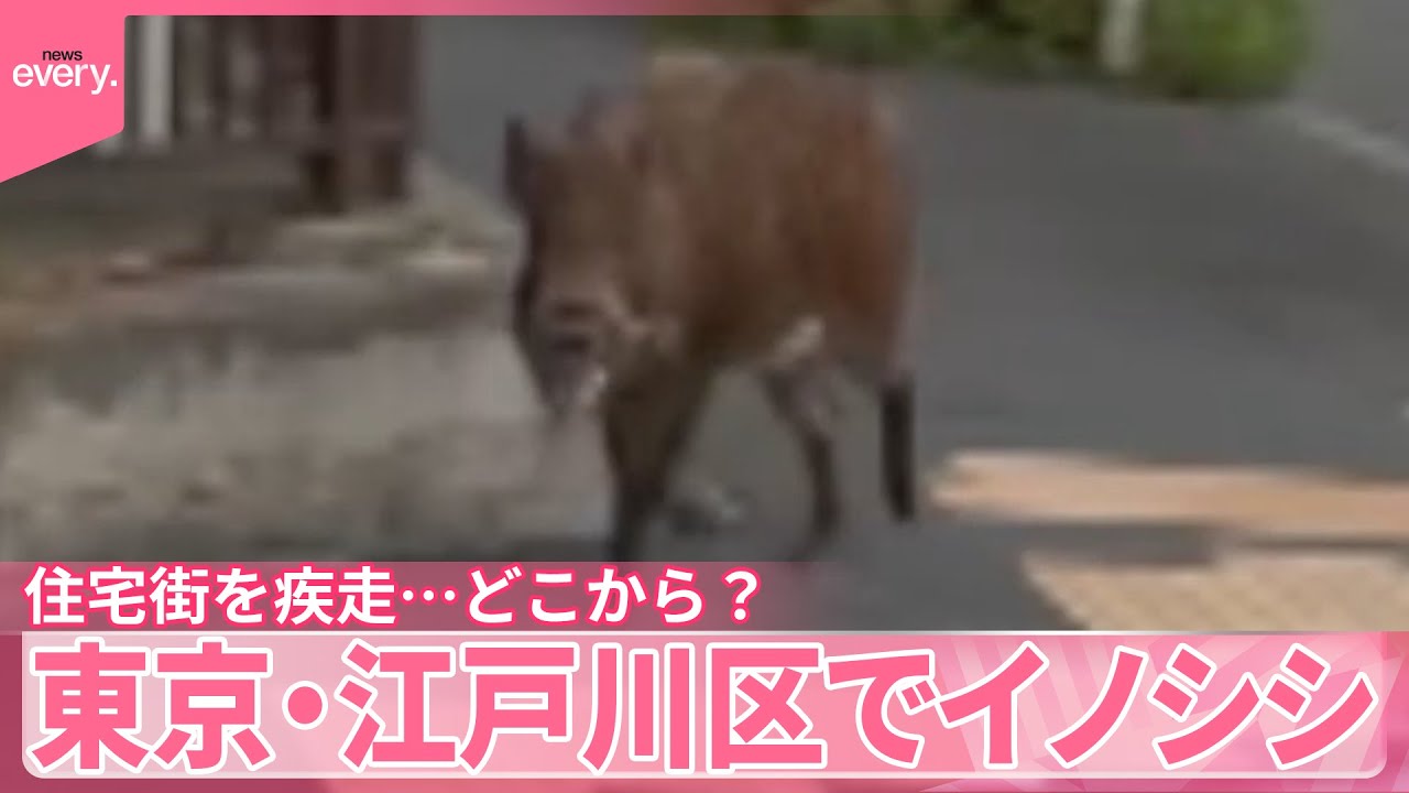 【イノシシ】東京・江戸川区で住宅街を疾走…どこから？  通報相次ぐ  住民は困惑