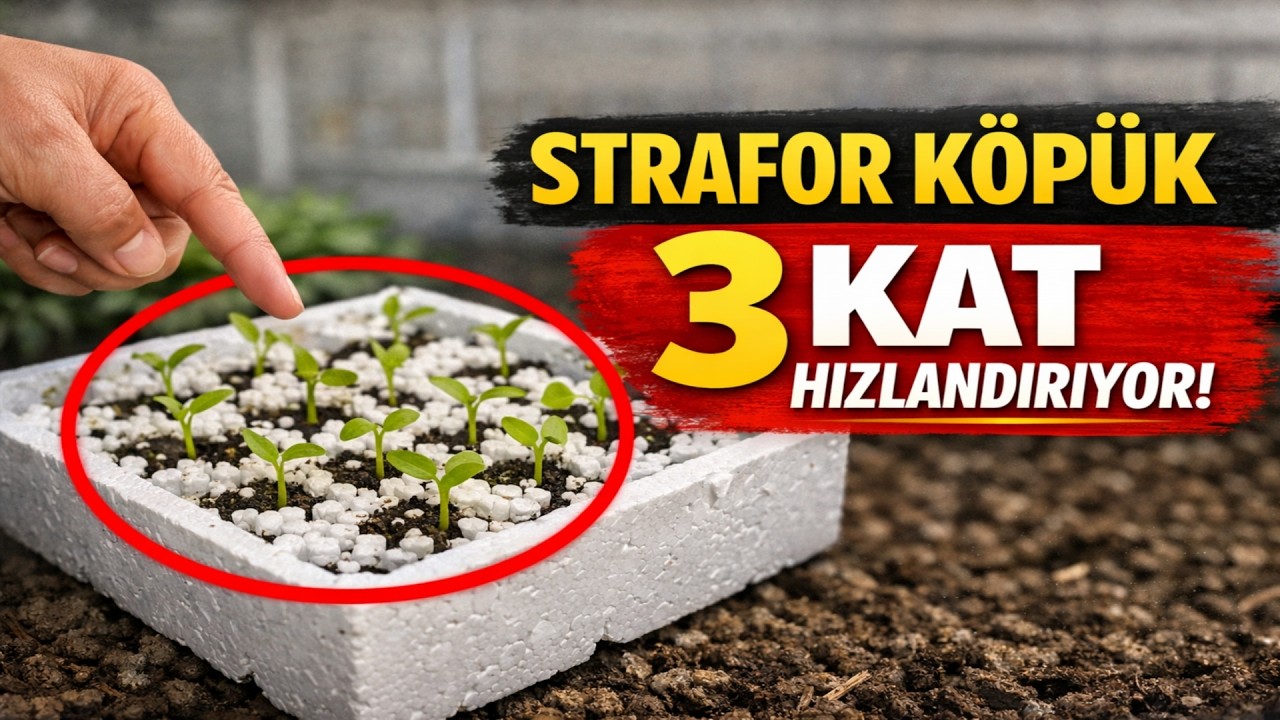 Perlit ve vermiküliti UNUTUN! Strafor köpük, tohumların çimlenmesini tam 3 KAT hızlandırıyor. Eskil