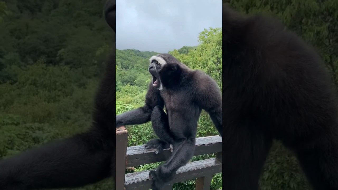 Most Terrifying Monkey Sounds #facts #animals #wildlife