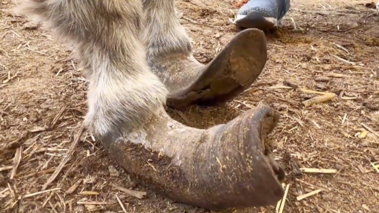 Tortured For Ten Years! A Donkey's Hoof Curled Up Half A Foot, And No One Cared; Rescue Needed