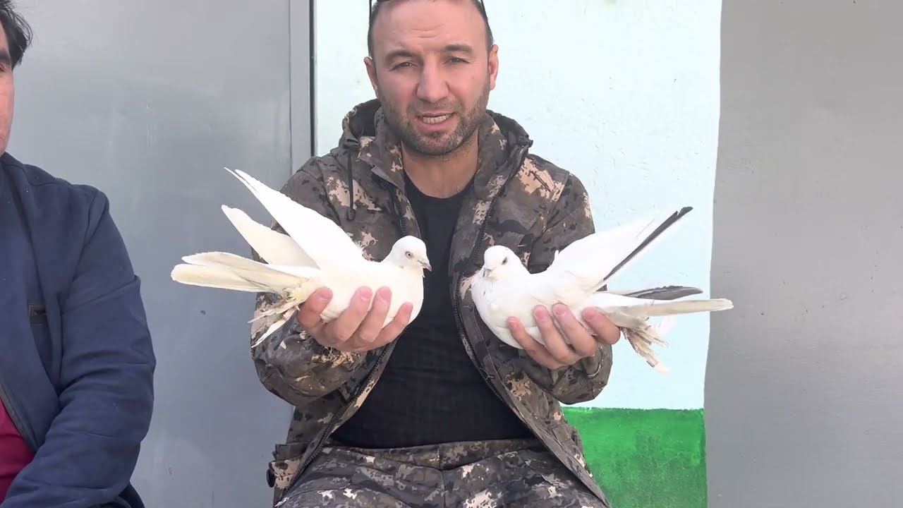 Таджикские черноносые голуби 🕊12 октября 2022 г.