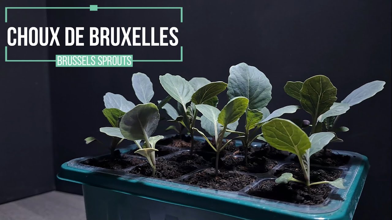 Comment réussir son semis de Chou de Bruxelles ( évolution sur 16 jours )