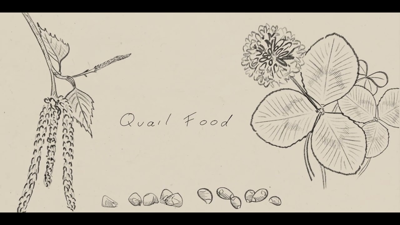 Quail Hunting Basics: Northern Bobwhite & California Quail Tips