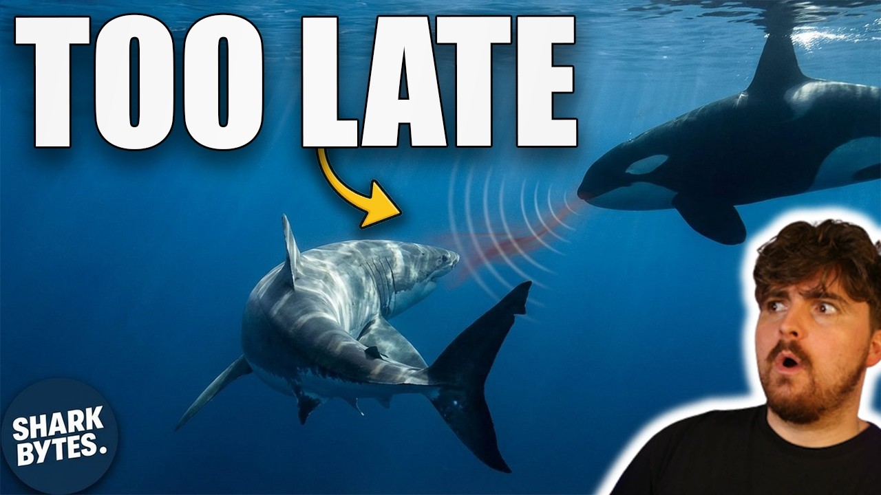 The Real Reason Great White Sharks React to Killer Whales
