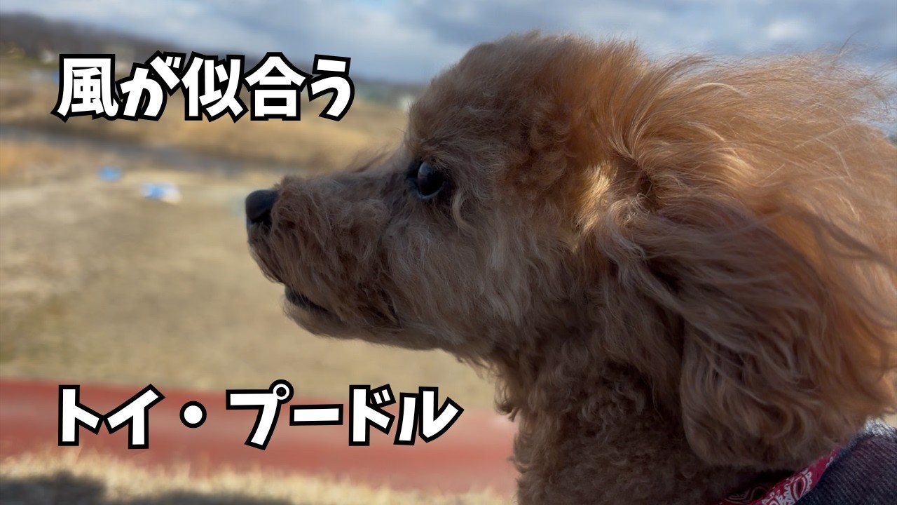 【朗報】風が似合うトイ・プードル！その名はソラです🐶