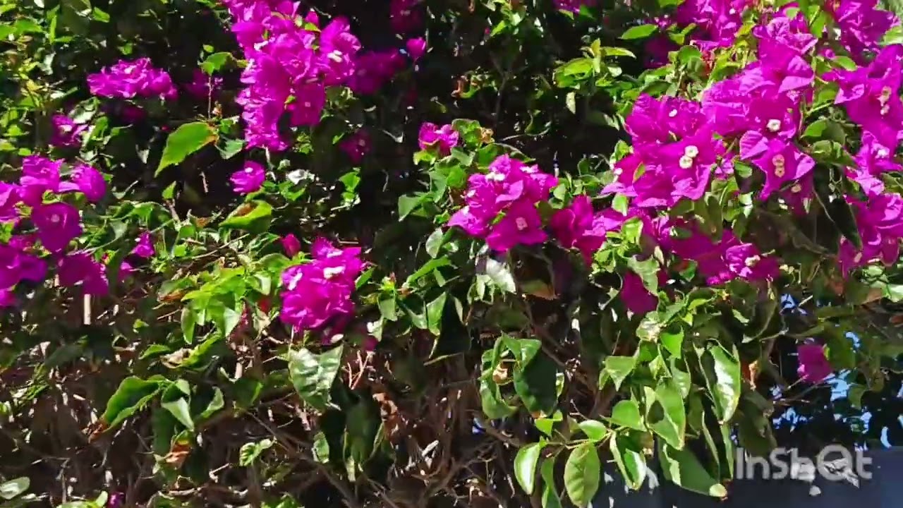 From Tagoro to Mesa del Mar | Coastal Road, Coves & Beach От Тагоро до Меса-дель-Мар путь бухты пляж