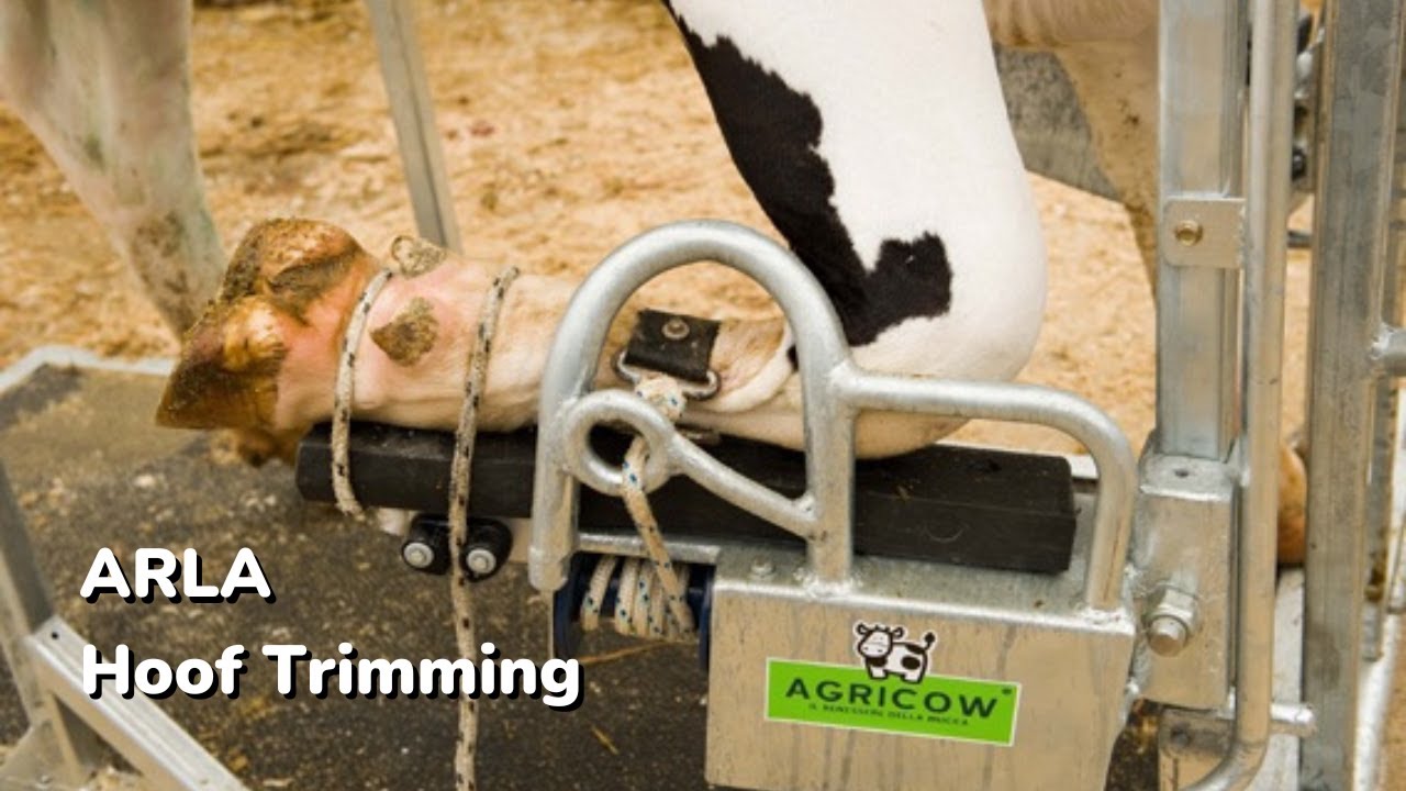 HOOF TRIMMING (Arla)