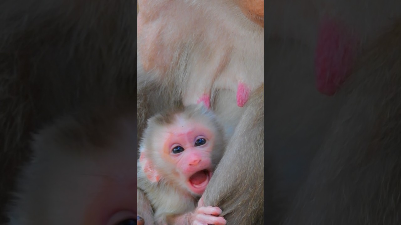 Congratulate newborn baby but mum give less milk sob, adorable want water, Libby look so tired