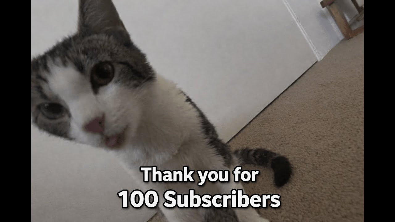 100 Subscriber Special video!!! #cats #kitty #topaz #animals #youtubeshorts #subscribe #superbowl