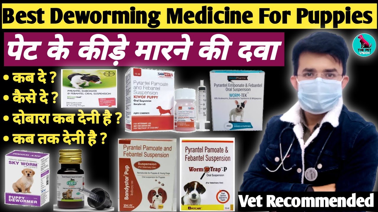 Deworming In Puppy 🐶 || Best Deworming Medicine For Puppy 💊 || Dose Rate || Successfull Deworming 👍