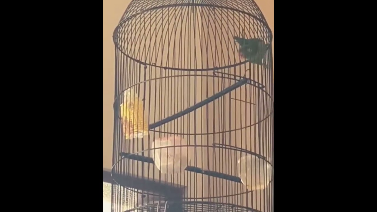 Perkici  #kunbirdfarm #viral #trending 