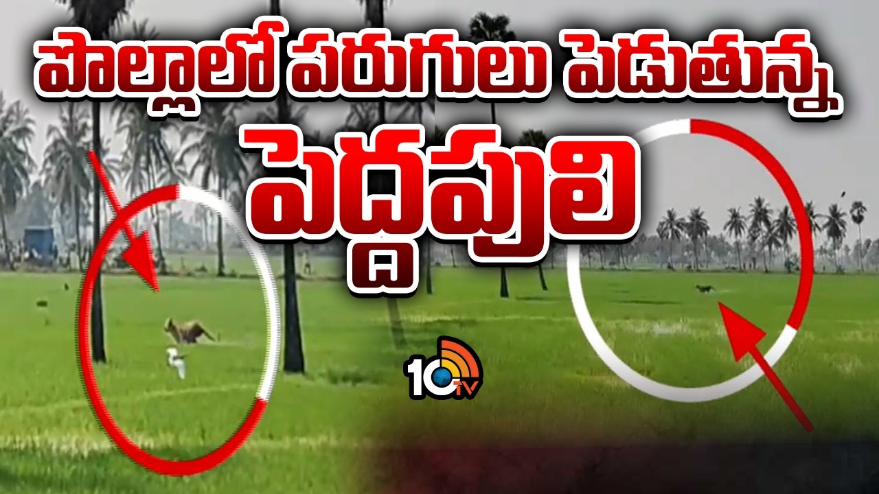 పొల్లాలో పరుగులు పెడుతున్న పెద్దపులి | East Godavari District | AP News | 10TV News