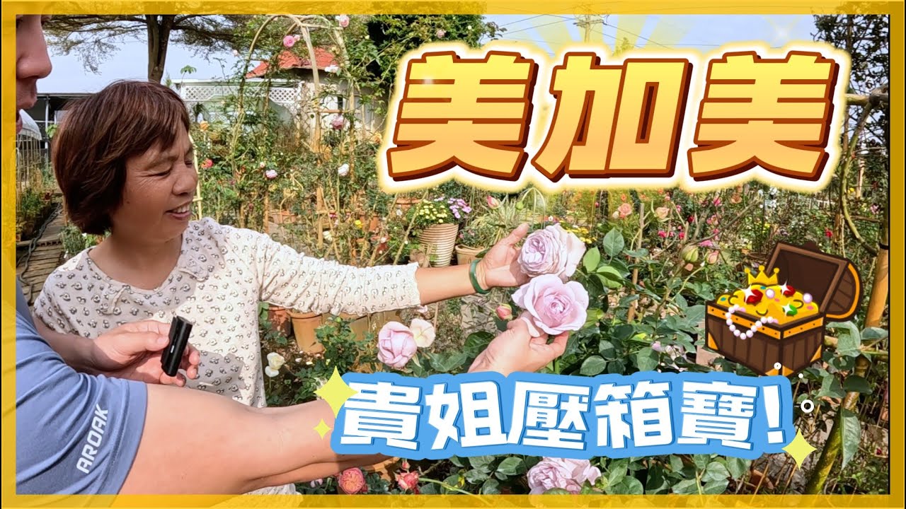 【田尾系列ep38】美加美玫瑰園，田尾老牌玫瑰園，新品即將上市。＃玫瑰＃美加美玫瑰園＃月季＃田尾我是愛種花的伊恩，這是一個分享種植物的小頻道，讓我們一起變綠手指吧。