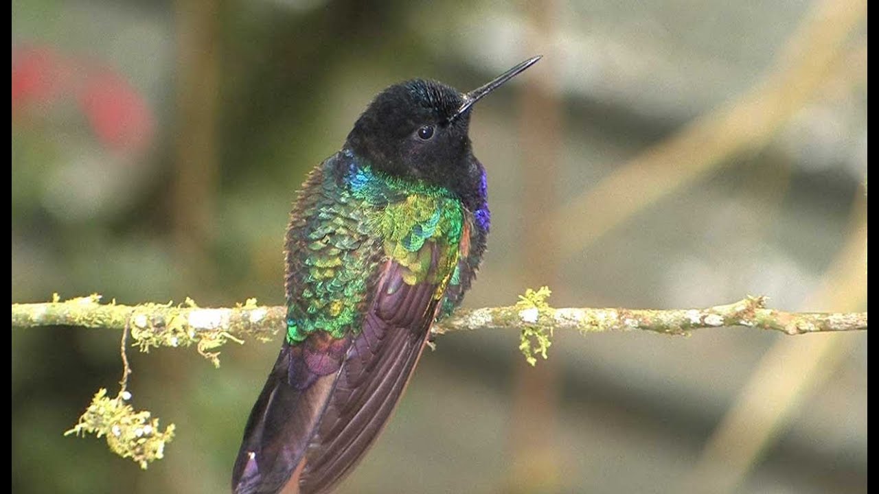 Stunning Hummingbirds TRAILER