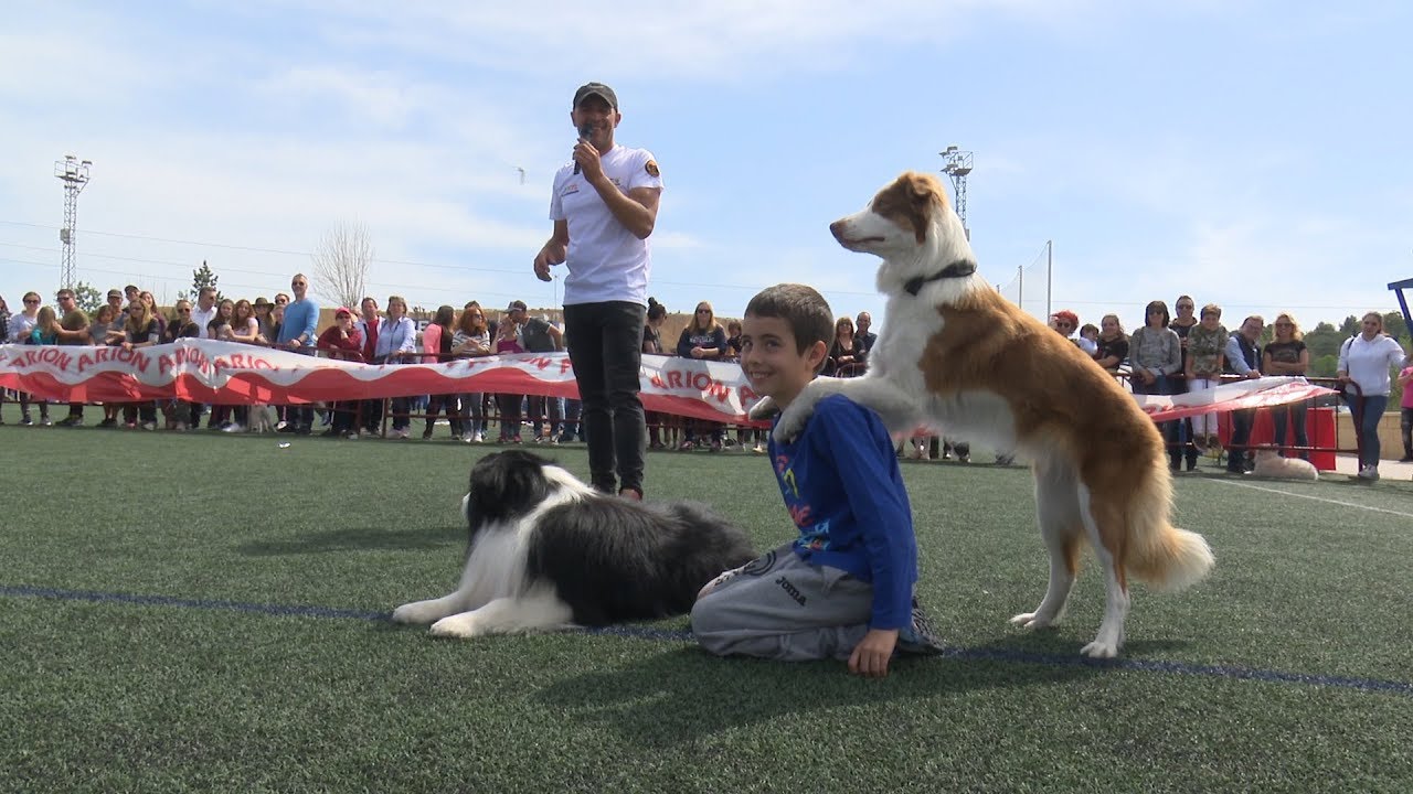 220 perros participaron en el  IX Concurso Nacional Canino de La Nucía