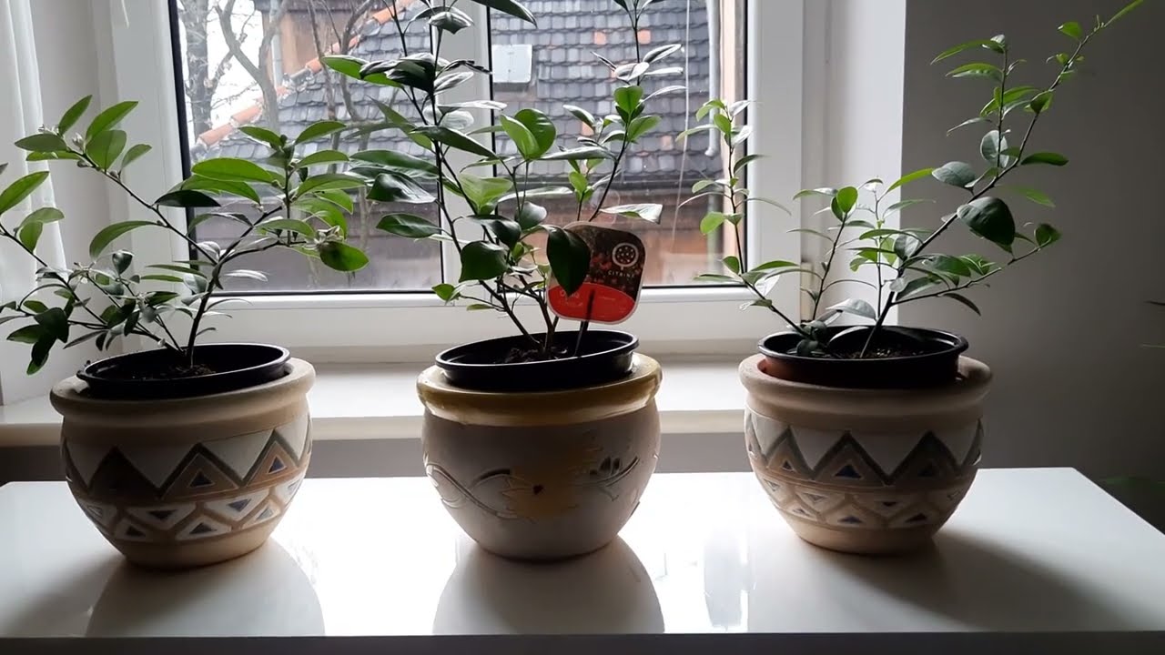 Przesadzanie cytrusów (cytryny i kumkwat)