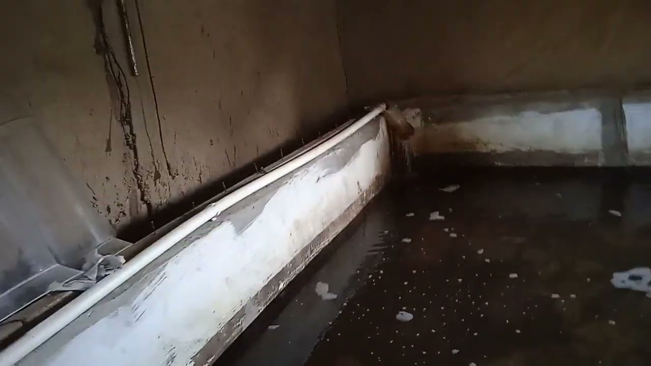 Балик бокиш ургатамиз Африка лакка балик чоавоклари +998333419681