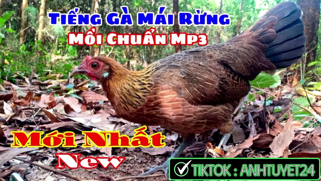 Tiếng gà mái rừng mồi gọi trống chuẩn mp3, không tạp âm 