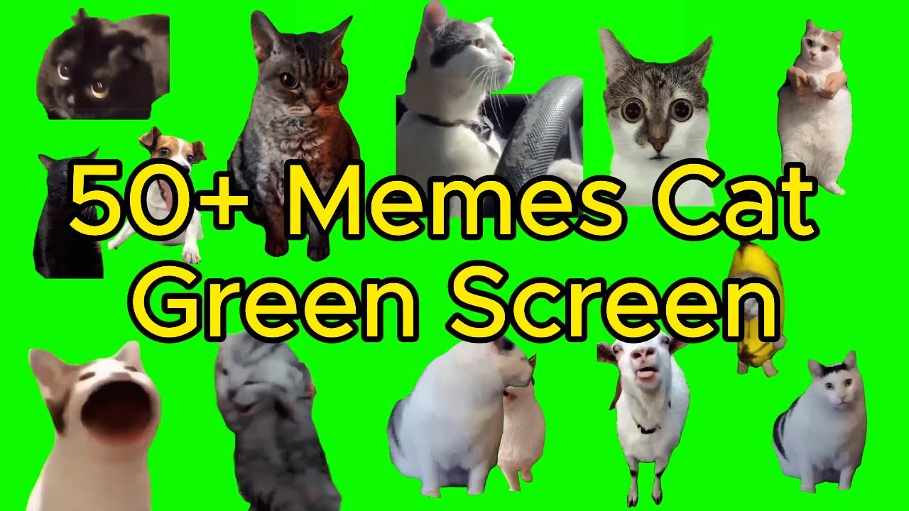 Cat Memes 4K 😸😸😸 