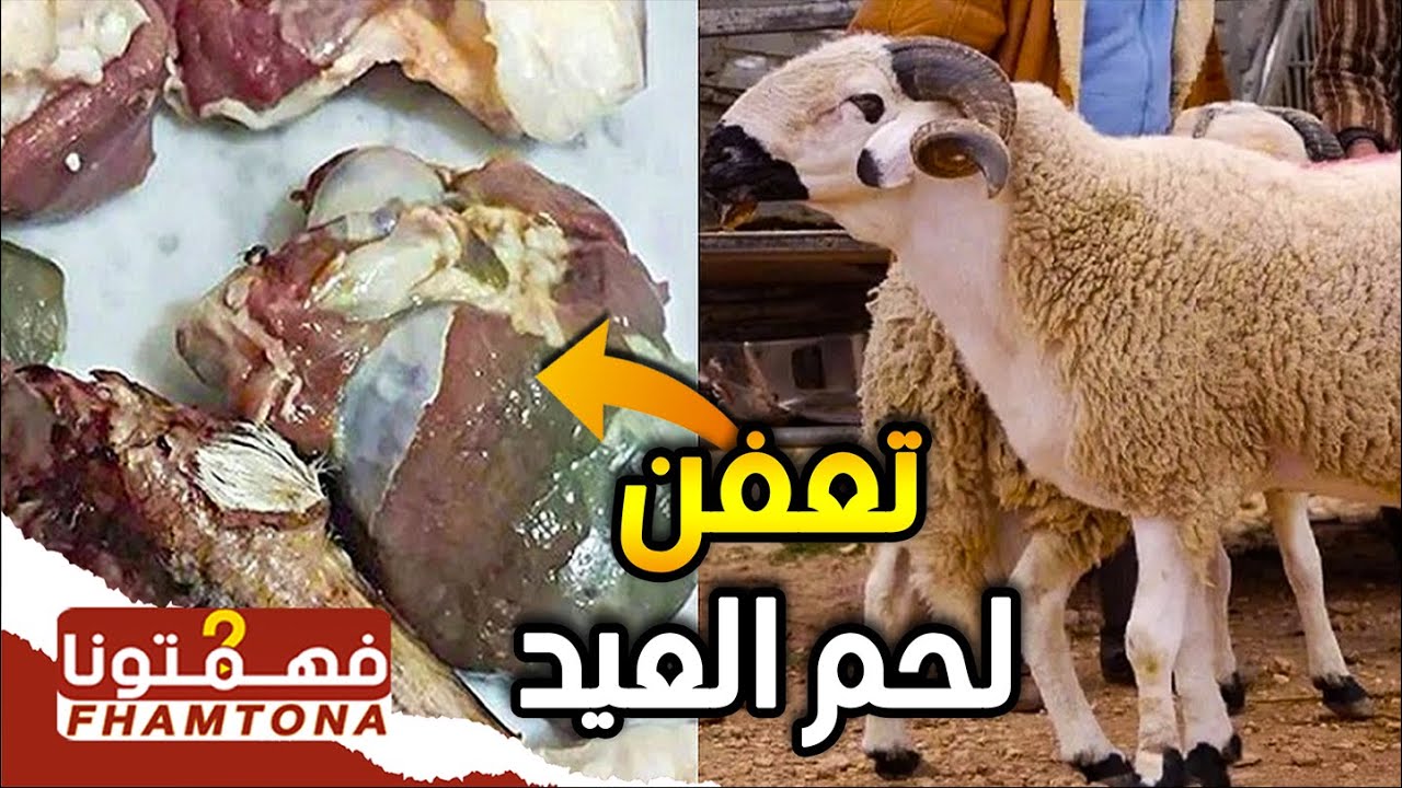 عاجل .. ما أسباب تعفن وتغير لون لحم الاضحية الى اللون الأخضر هذه السنة؟