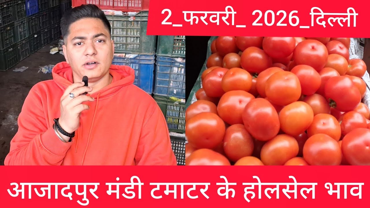 February 2, 2026 दिल्ली 🍅टमाटर के भाव azadpur Delhi mandi today #tomatomarket #delhitomatomarket