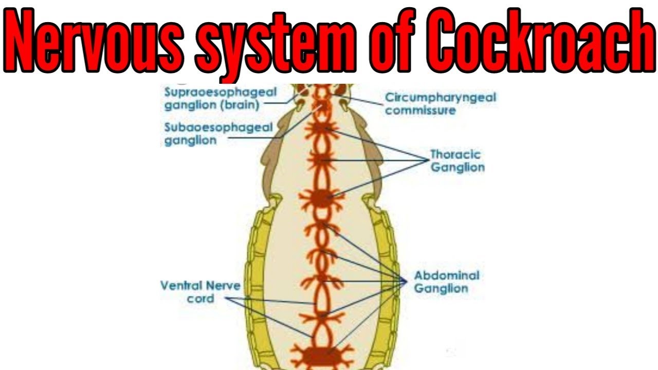 Nervous system of Cockroach in detail
