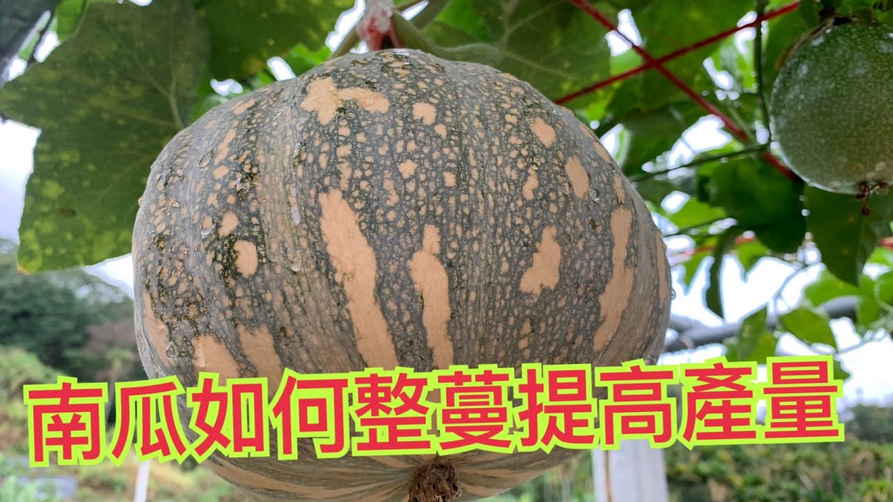 【鴻園小菜園】南瓜如何整蔓才會產量高?