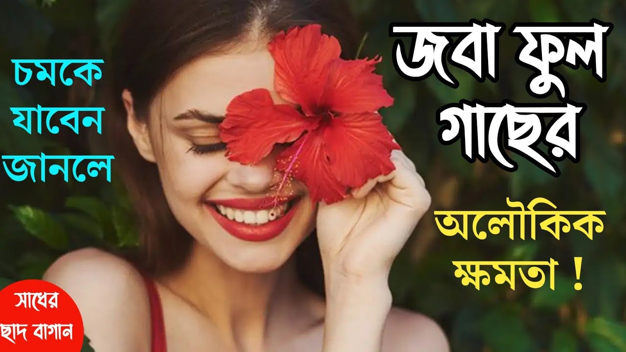 জবা ফুল গাছের অলৌকিক কিছু ক্ষমতা জানলে চমকে যাবেন। Hibicus flower plants have some Miraculous power!