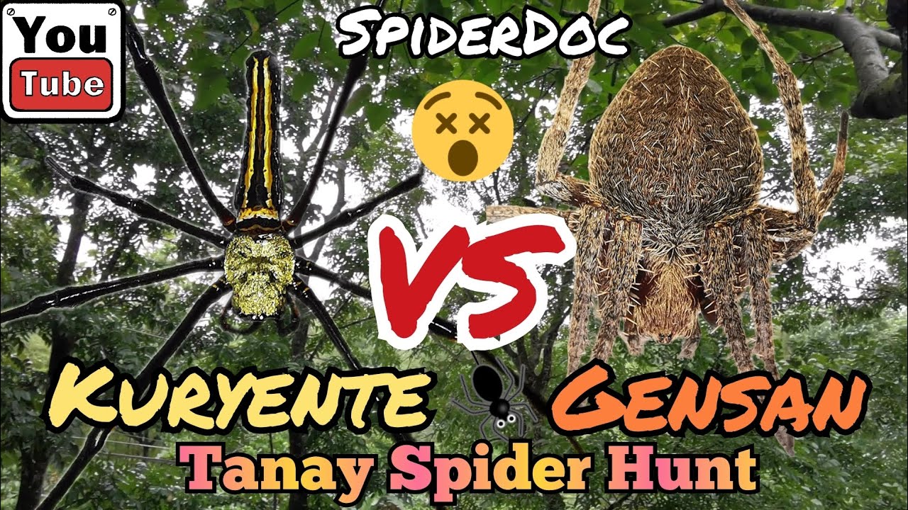 EXPERIMENT TIME: Matapang Ba Ang Gagambang KURYENTE vs GENSAN Kapag Nasa Sapot? TANAY SpiderHunt.