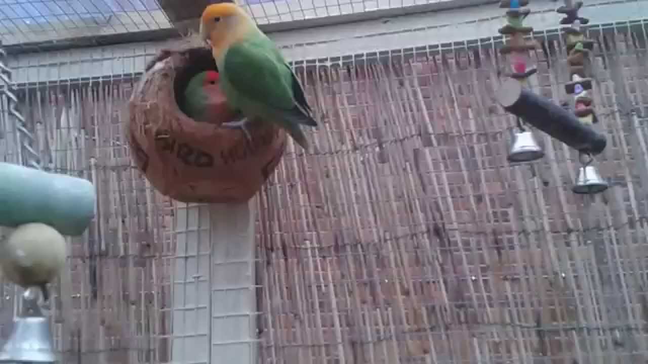 Lovebird aviary