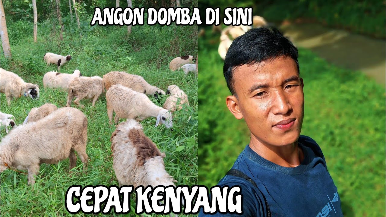 BERPINDAH TEMPAT ANGON DOMBA UNTUK REGENERASI RUMPUT