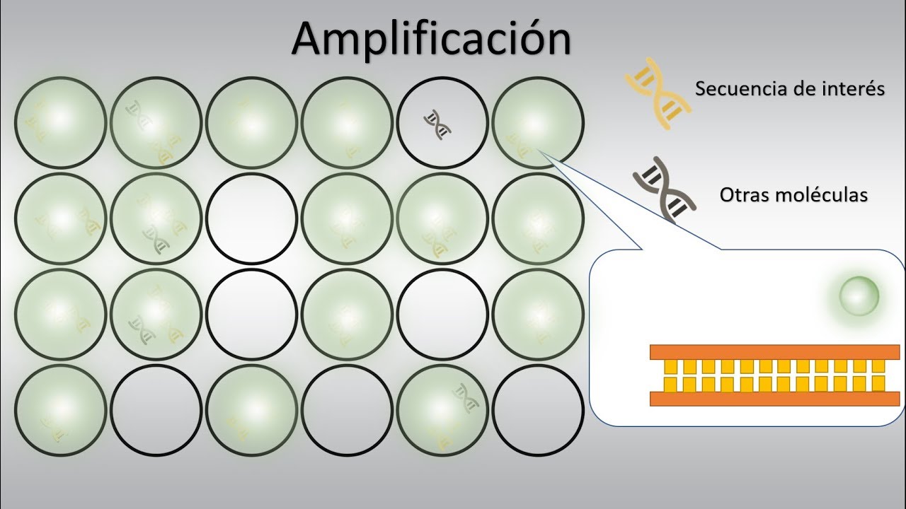 PCR digital (dPCR): Conceptos Básicos