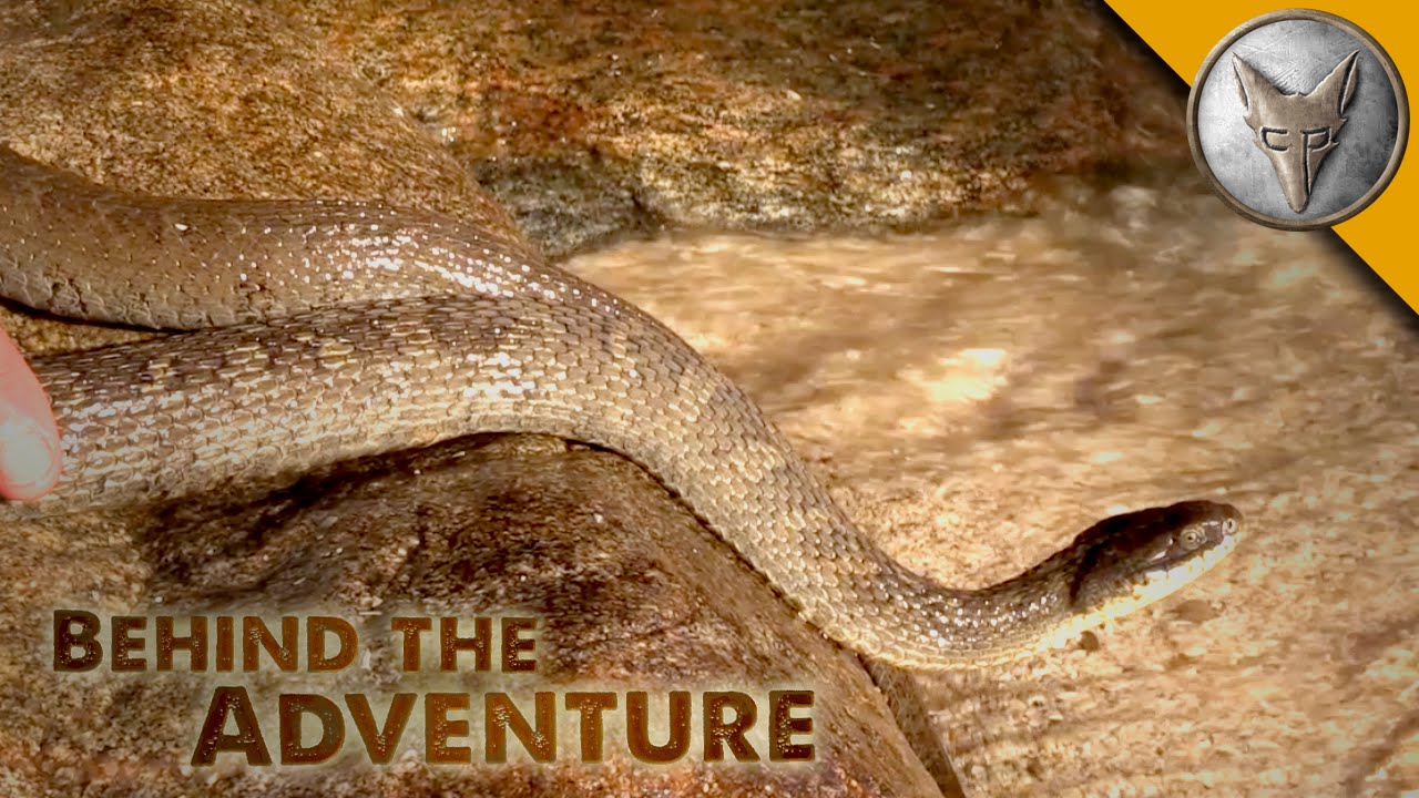 Lake Erie Water Snake - Behind the Adventure