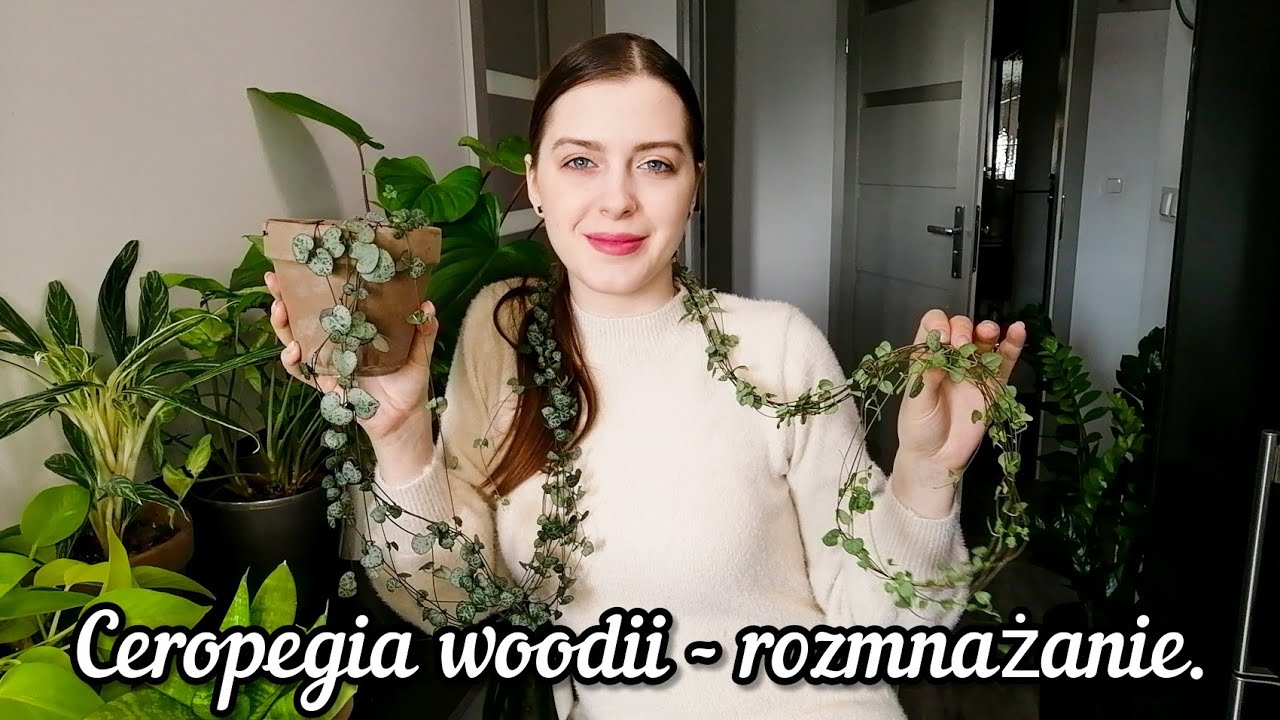 Jak rozmnażać ceropegia woodii? 🌿 Metoda motylkowa 🌱