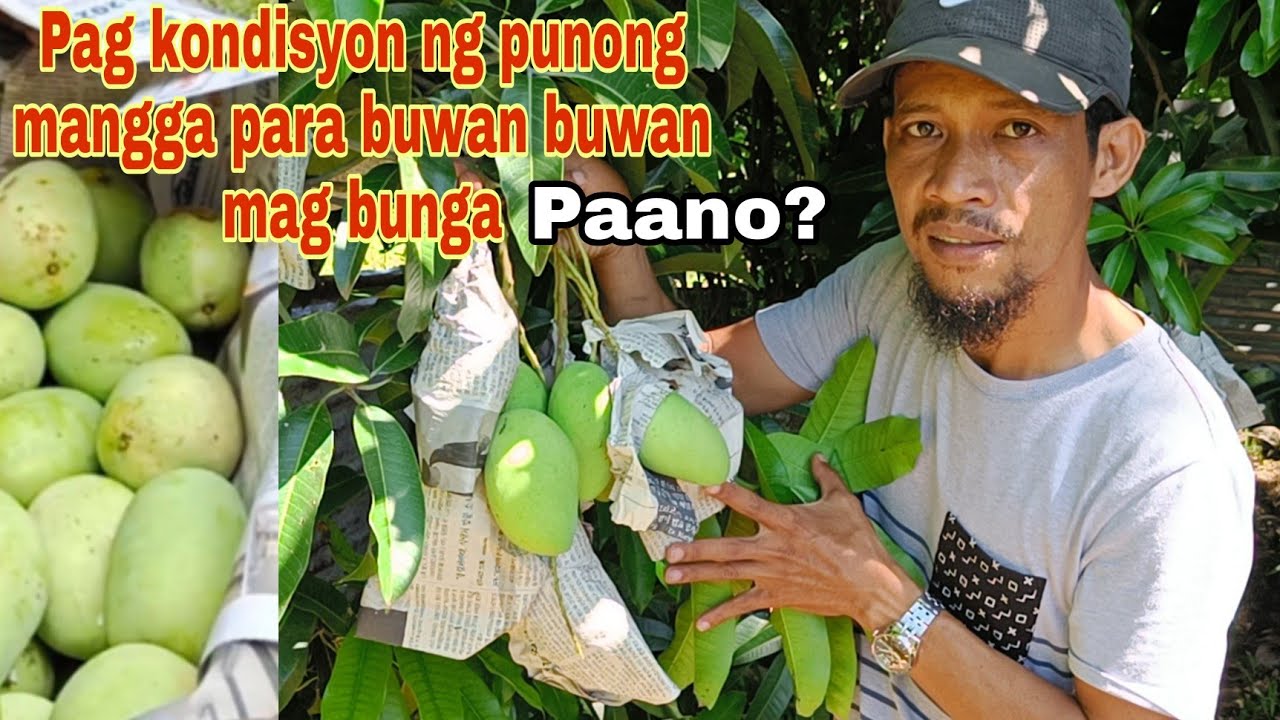 Buwan buwan may bunga ang Mangga mo.Paano ito gawin?( conditioning) tutorial & tips.
