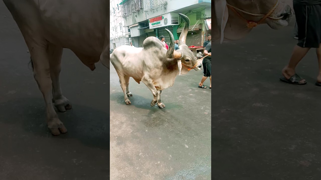 #Shorts A Huge Kangkaraz In kolkata 2025 near Park Circus 2025 😳😳❤🐂🐃🐄🐮.