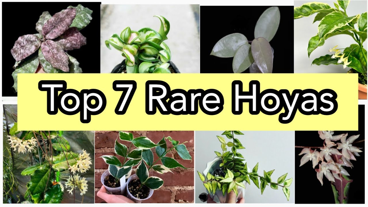 Rare Hoya collection tour | Top 7 Rare hoyas |expensive and variegated Hoyas | must have Hoyas